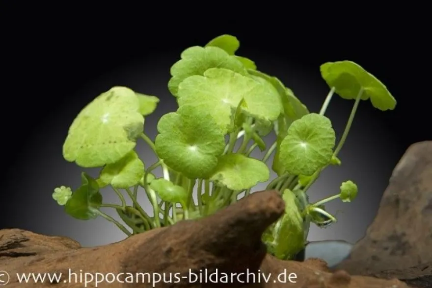 Amerikanischer Wassernabel, Hydrocotyle verticilliata, im Topf