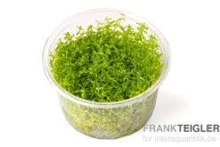 Amerikanisches Perlkraut, Micranthemum glomeratum, In Vitro