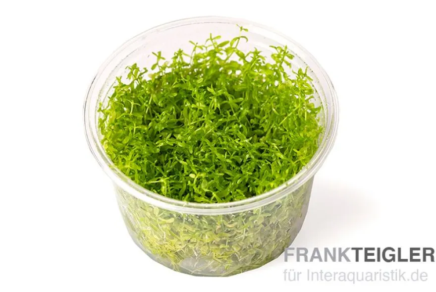 Amerikanisches Perlkraut, Micranthemum glomeratum, In Vitro