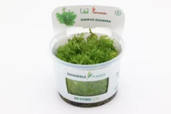 Amerikanische Wasserhecke, Didiplis diandra, In Vitro