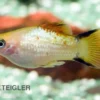 Ananas-Platy, Xiphophorus maculatus