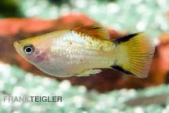 Ananas-Platy, Xiphophorus maculatus