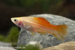 Ananas-Schwertträger, Xiphophorus helleri, Zufällig ausgewählt