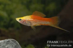 Ananas-Schwertträger, Xiphophorus helleri, Zufällig ausgewählt