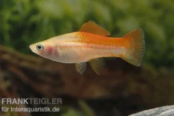 Ananas-Schwertträger, Xiphophorus helleri, Zufällig ausgewählt