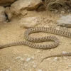 Andersons Pfeilnatter, Platyceps rogersi