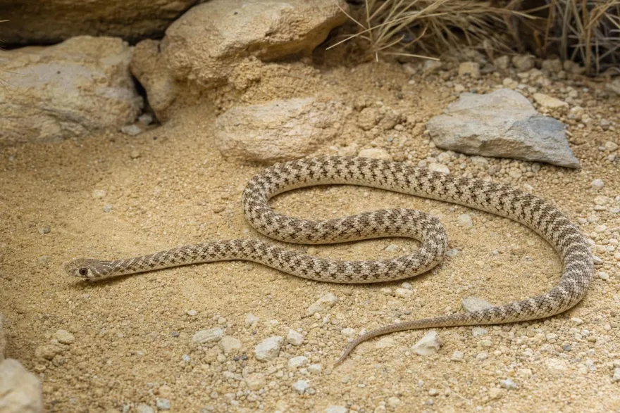Andersons Pfeilnatter, Platyceps rogersi