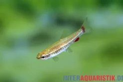 Anduze-Zwergziersalmler, Nannostomus anduzei