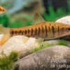 Angolabarbe, Enteromius fasciolatus, 2 cm NZ