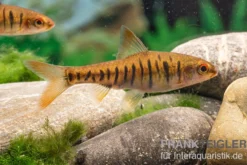 Angolabarbe, Enteromius fasciolatus, 2 cm NZ
