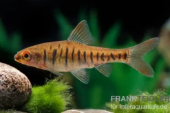 Angolabarbe, Enteromius fasciolatus, 2 cm NZ