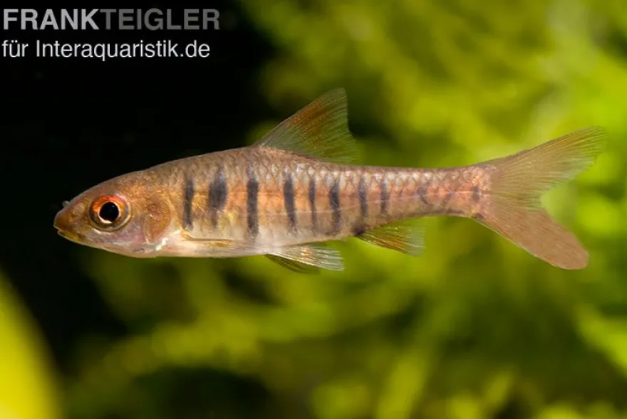 Angolabarbe, Enteromius fasciolatus, 2 cm NZ