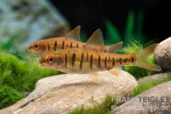 Angolabarbe, Enteromius fasciolatus, 2 cm NZ