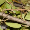 Annam-Stabschrecke, Medauroidea extradentata