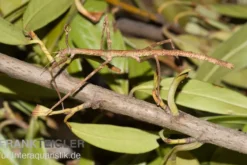 Annam-Stabschrecke, Medauroidea extradentata