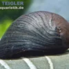 Anthrazit-Napfschnecke / Stahlhelmschnecke, Neritina sp