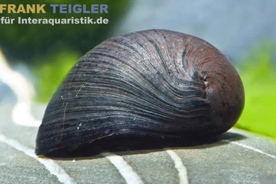 Anthrazit-Napfschnecke / Stahlhelmschnecke, Neritina sp