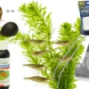Anti-Algenpaket mit Garnelen, Schnecken und Tools