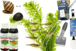 Anti-Algenpaket mit Garnelen, Schnecken und Tools