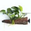 Anubias barteri auf Wurzel mit Sauger, ca. 16x7x15 cm