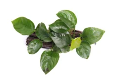 Anubias barteri auf Wurzel mit Sauger, ca. 16x7x15 cm