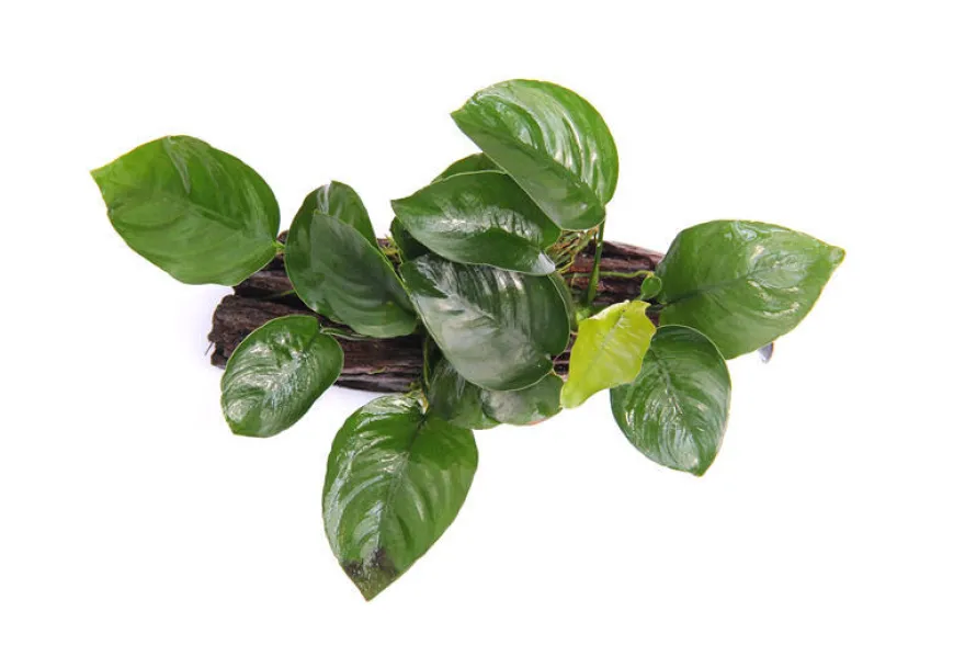 Anubias barteri auf Wurzel mit Sauger, ca. 16x7x15 cm