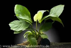 Anubias barteri auf Wurzel mit Sauger, ca. 16x7x15 cm