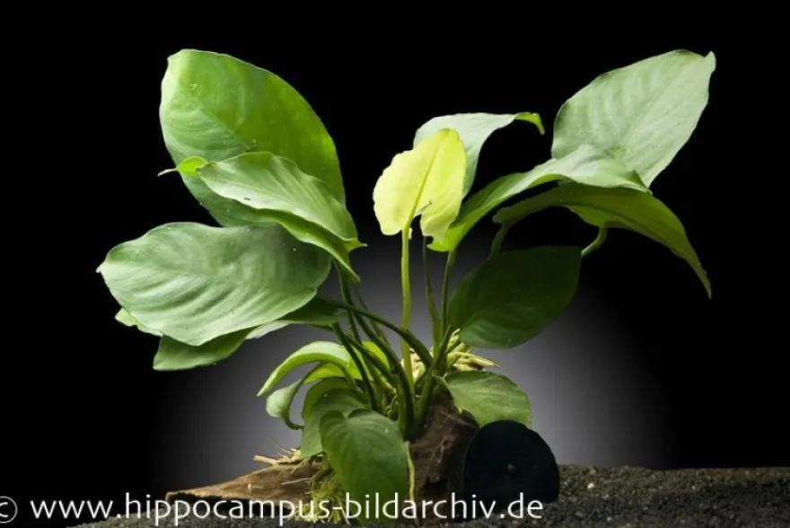 Anubias barteri auf Wurzel mit Sauger, ca. 16x7x15 cm