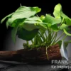 Anubias nana auf Wurzel mit Sauger, ca. 12-18 cm