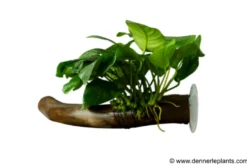 Anubias nana auf Wurzel mit Sauger, ca. 12-18 cm