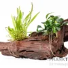 Anubias var. nana und Microsorum auf Wurzel, ca. 21 x 7 x 15 cm