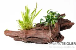 Anubias var. nana und Microsorum auf Wurzel, ca. 21 x 7 x 15 cm