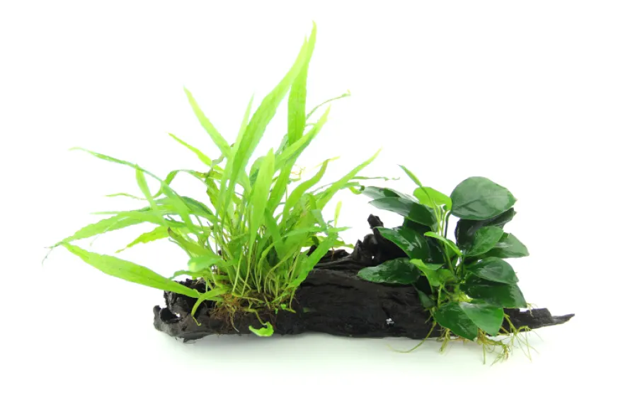 Anubias var. nana und Microsorum auf Wurzel, ca. 21 x 7 x 15 cm