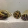 Apfelschnecken-Bundle: 3x Zebra-Apfelschnecke, Asolene spixi