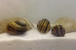 Apfelschnecken-Bundle: 3x Zebra-Apfelschnecke, Asolene spixi