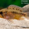 Apistogramma Rio Marmore, Apistogramma erythrura