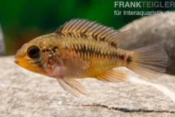 Apistogramma Rio Marmore, Apistogramma erythrura
