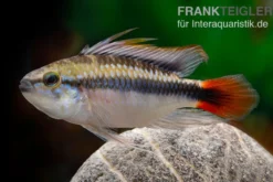Apistogramma Rio Marmore, Apistogramma erythrura