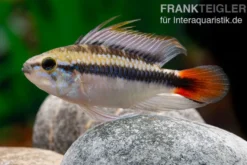 Apistogramma Rio Marmore, Apistogramma erythrura