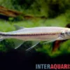 Apollo-Hechtbärbling, Luciosoma setigerum