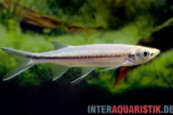 Apollo-Hechtbärbling, Luciosoma setigerum