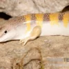 Apothekerskink, Scincus scincus
