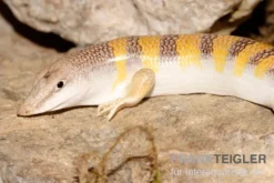 Apothekerskink, Scincus scincus