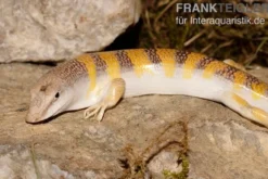 Apothekerskink, Scincus scincus