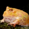 Aprikosefarbener Albino Pacman-Frog, Ceratophrys cranwelli apricot