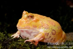 Aprikosefarbener Albino Pacman-Frog, Ceratophrys cranwelli apricot