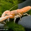 Aprikosenkrebs, Cherax holthuisi - Zufällig