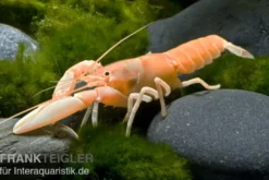 Aprikosenkrebs, Cherax holthuisi - Zufällig