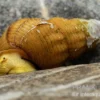 Aprikosen Tylomelania, Tylomelania sp. apricot