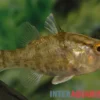 Aprions Glasbarsch, Glossamia aprion, 6-8 cm
